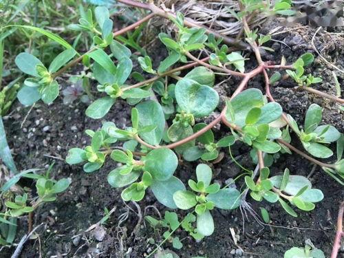 亚洲国产青草视频